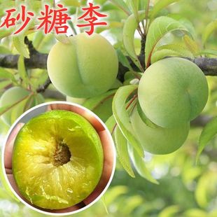 砂糖李树苗嫁接李子树苗 六月脆李子苗 南方北方果树苗当年结果