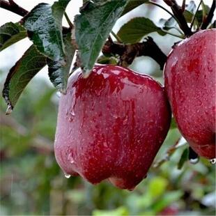 蛇果苹果树果苗嫁接果树花牛盆栽地栽特大南方北方种植当年结果