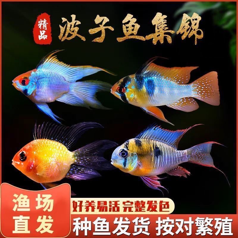 德系荷兰凤凰鱼金波子鱼七彩小型热带观赏鱼鱼苗淡水新手宝蓝波鱼