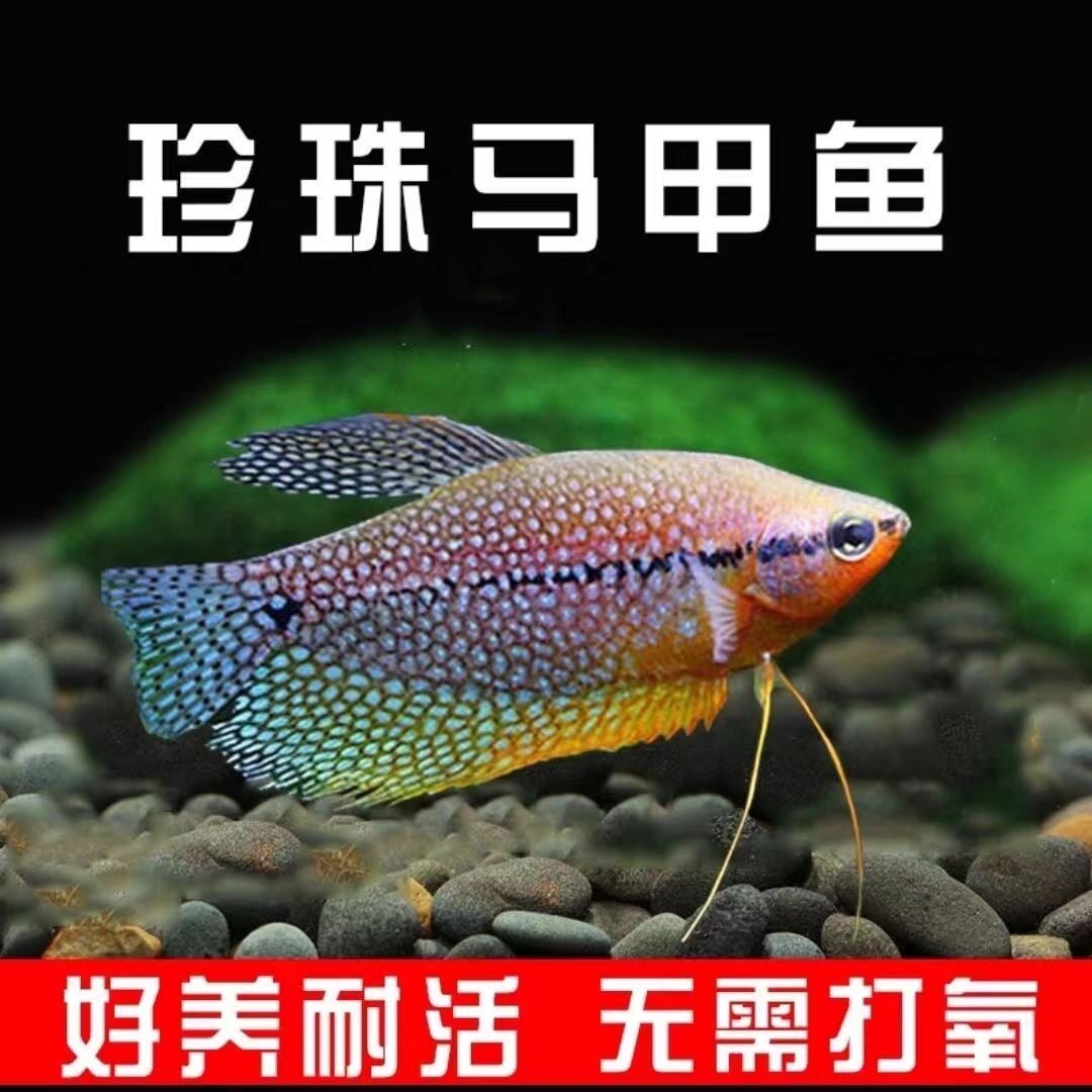 珍珠马甲鱼热带观赏鱼小型草缸群游淡水鱼好养耐活混养宠物鱼活体