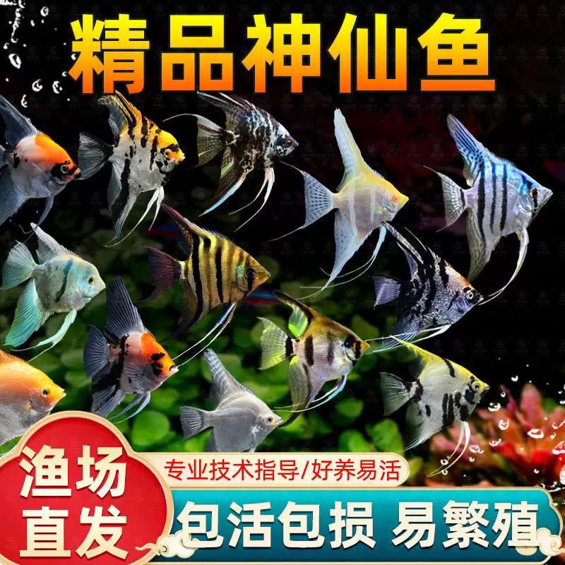 七彩神仙鱼活鱼大型燕鱼秘鲁三色热带观赏鱼小型淡水好养神仙鱼苗