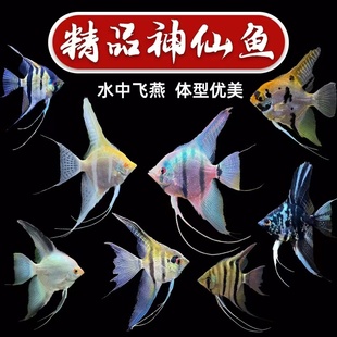 七彩神仙鱼秘鲁三色燕鱼活鱼小型热带鱼淡水好养耐活鱼苗观赏鱼苗