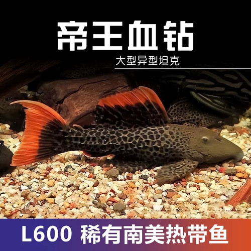 L600帝王血钻异型鱼 南美异型鱼热带观赏鱼除水藻工具鱼清道夫