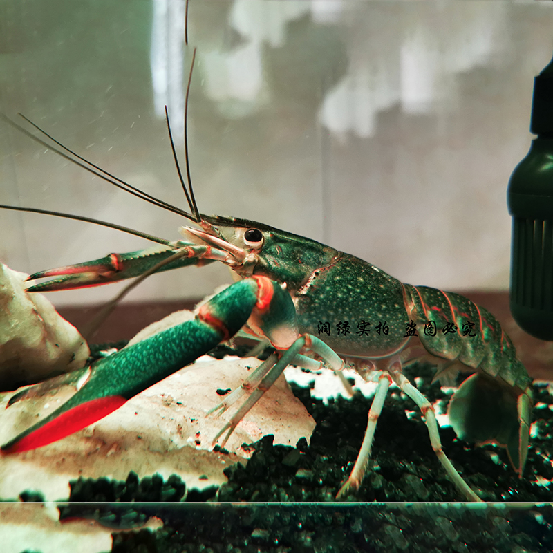 淡水观赏虾活体繁殖蓝龙虾人工天空蓝魔澳洲淡水小龙虾宠物鳌虾苗