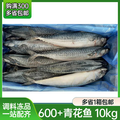 冷冻挪威青花鱼单条重量600g大条