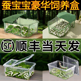 【顺丰当天发】蚕宝宝学生养蚕套装幼虫太空舱蚕卵饲养盒新鲜桑叶
