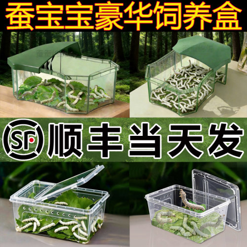 【顺丰当天发】蚕宝宝学生养蚕套装幼虫太空舱蚕卵饲养盒新鲜桑叶