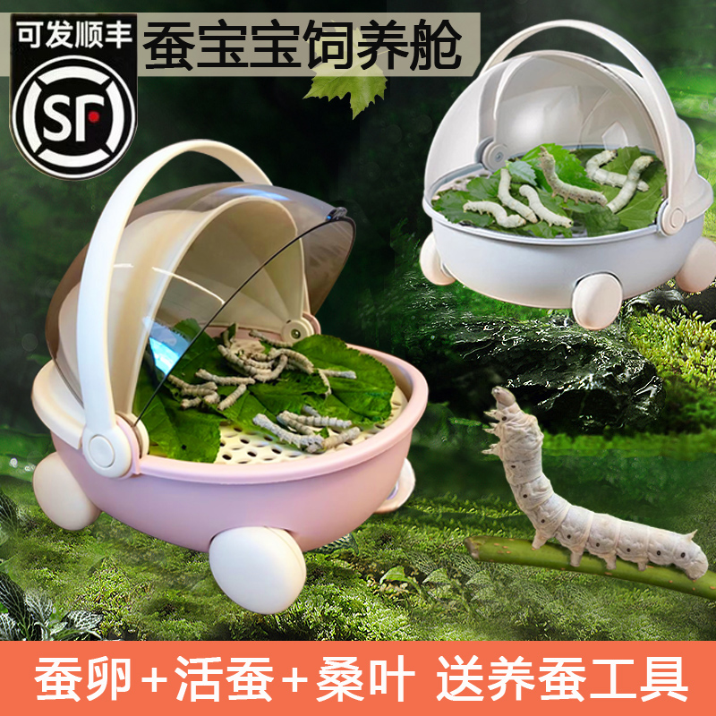 蚕宝宝学生养蚕套装蚕卵幼虫饲养盒专用箱全套工具太空舱新鲜桑叶