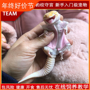 豹纹守宫蜥蜴爬宠活物入门级新手温顺可爱适合学生养懒人宠物守宫