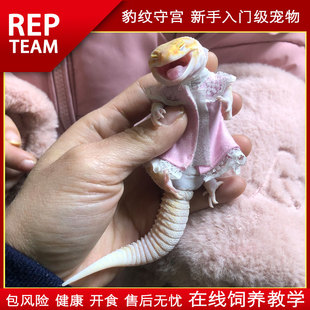 豹纹守宫蜥蜴爬宠活物入门级新手温顺可爱学生养懒人宠物肥尾守宫