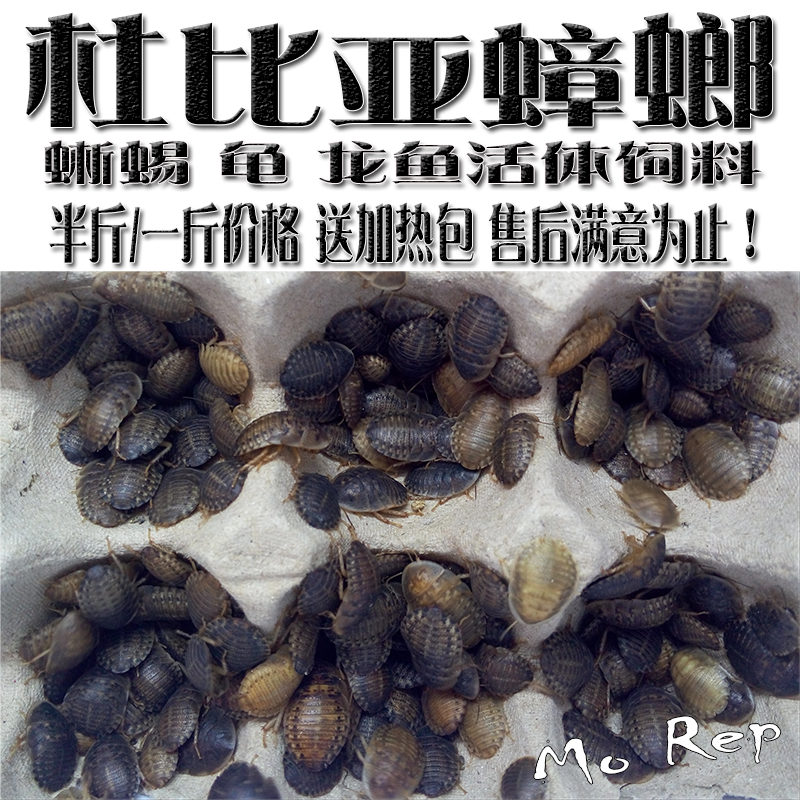 杜比亚蟑螂活体幼体亚成各种规格蜥蜴龙鱼变色龙饲料满百包邮