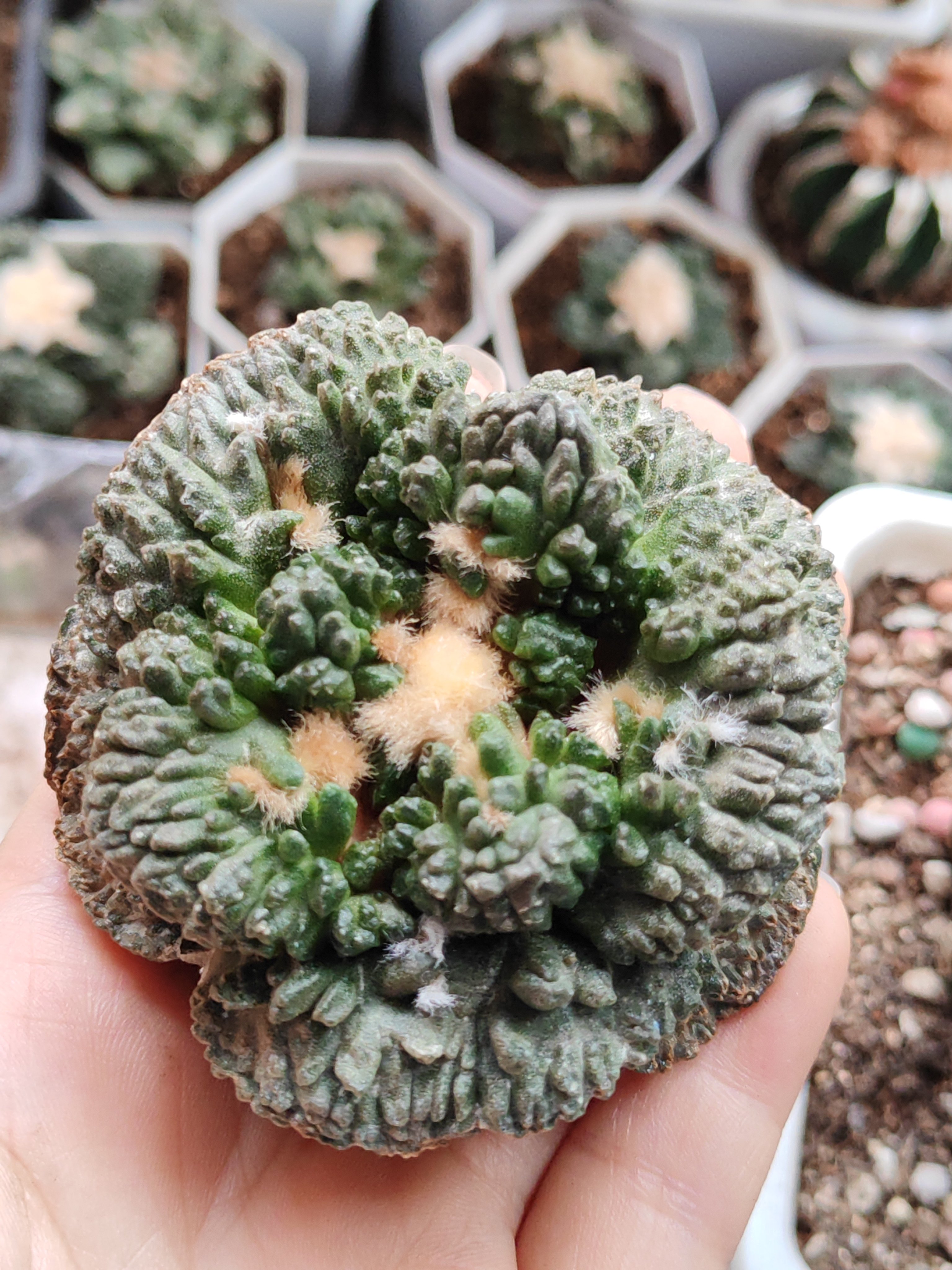 炸尤哥斯拉菜花牡丹苗接牡丹草球嫁接仙人球一物一拍
