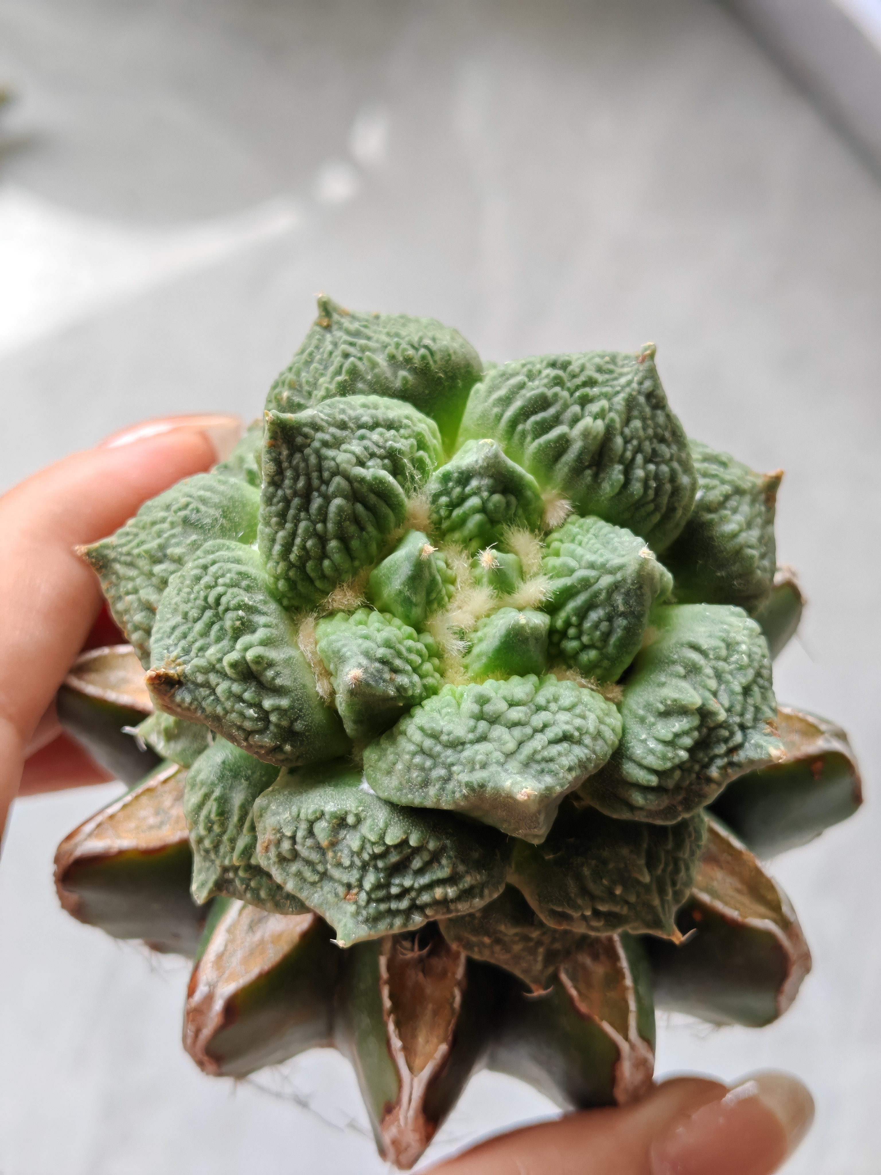 怒涛牡丹杂草球嫁接6.2公分  草球袖蒲嫁接苗接仙人球一物一拍