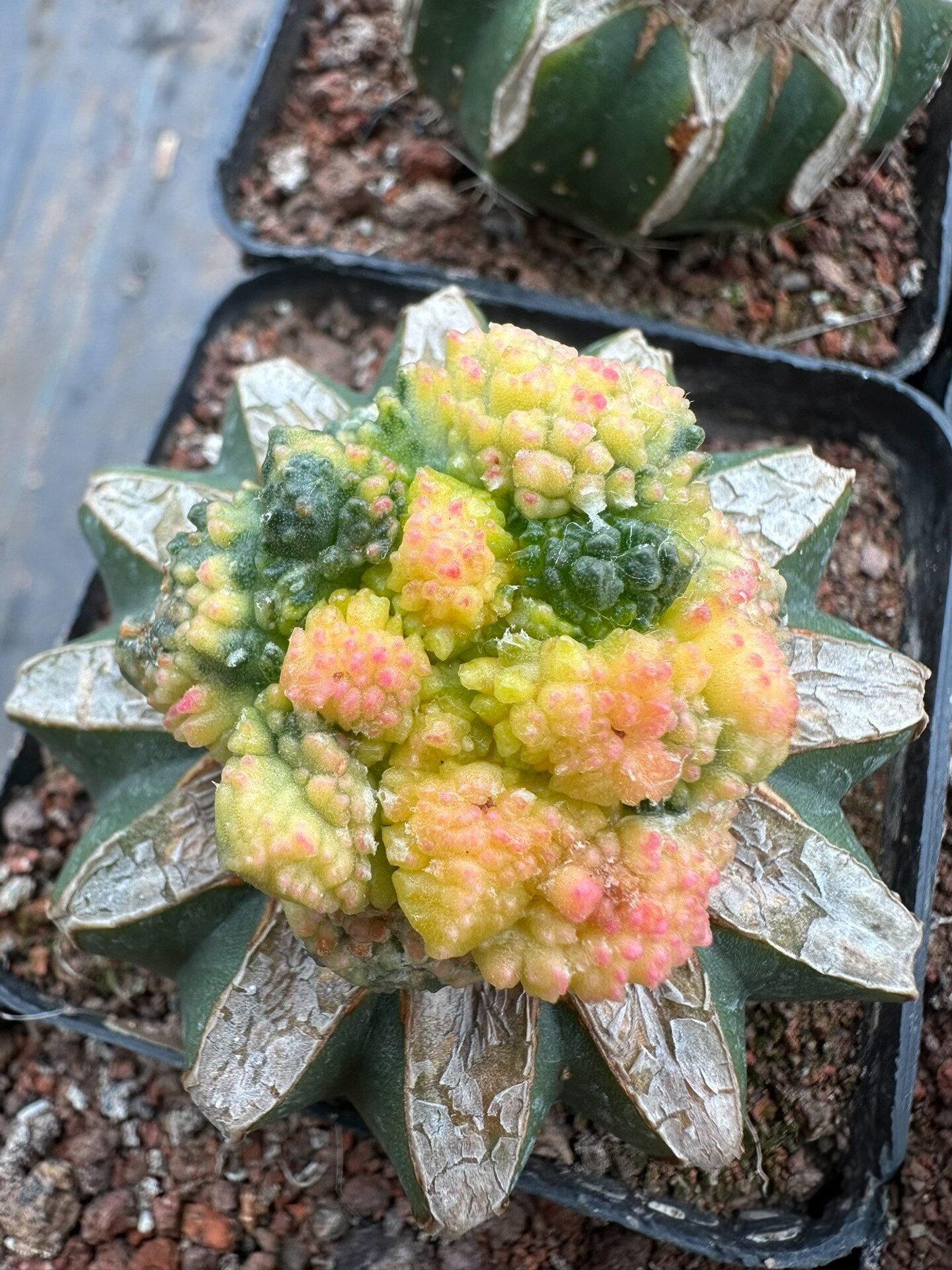 牡丹锦哥斯拉花锦草球嫁接苗接牡丹仙人球一物一拍