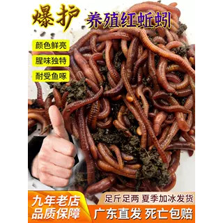 鲜活红蚯蚓活饵紫蚯蚓大蚯蚓二号活地龙钓鱼黄骨龟蛇放生松土