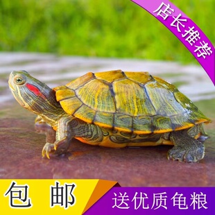乌龟活物宠物家养龟苗情侣小乌龟活体适合家养的巴西龟深水鲜活龟