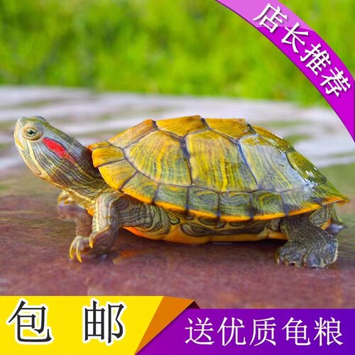 乌龟宠物红耳情侣活体超大