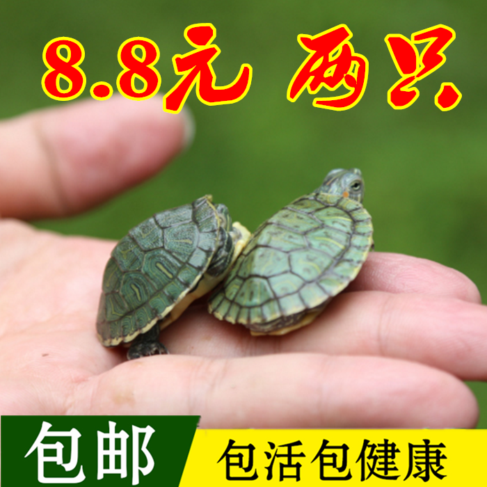 小乌龟耐活好养乌龟活物淡水巴西龟活体宠物观赏情侣龟一对外塘龟