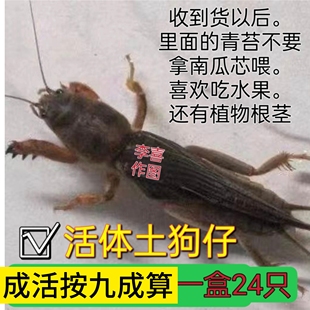 活体虫野外采集蝼蛄虫土狗虫土狗仔画眉鸟食钓鱼虫梧鼠蝼蝈天蝼虫