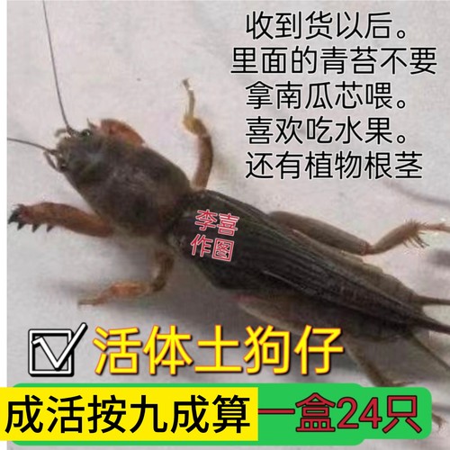 活体土狗仔画眉鸟食上瞟上体