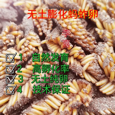 无土膨化卵蚂蚱李喜出苗率高种苗