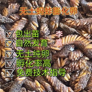 蚂蚱无土膨化卵新鲜卵蝗虫卵蚂蚱蛋蚂蚱种蚱蜢卵东亚飞蝗卵蚂蚱种