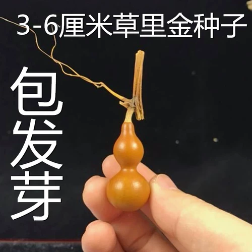 Натуральные ручные семена, проводящие в руках, средние семена тыквы среднего размера, восемь семян тыквы сокровищ, просмотр семян тыквы