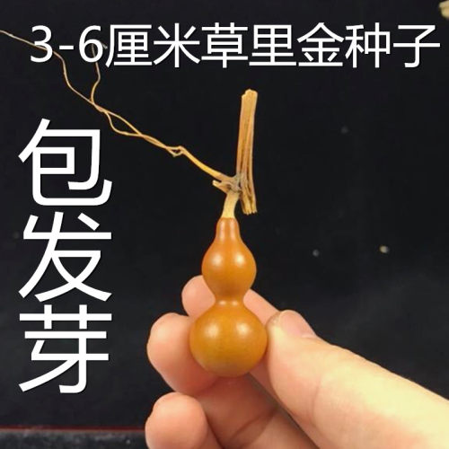 天然文玩小葫芦种子籽