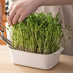 日本进口豌豆苗发芽盆绿豆芽栽培器蔬菜猫草种植无土水培育苗托盘