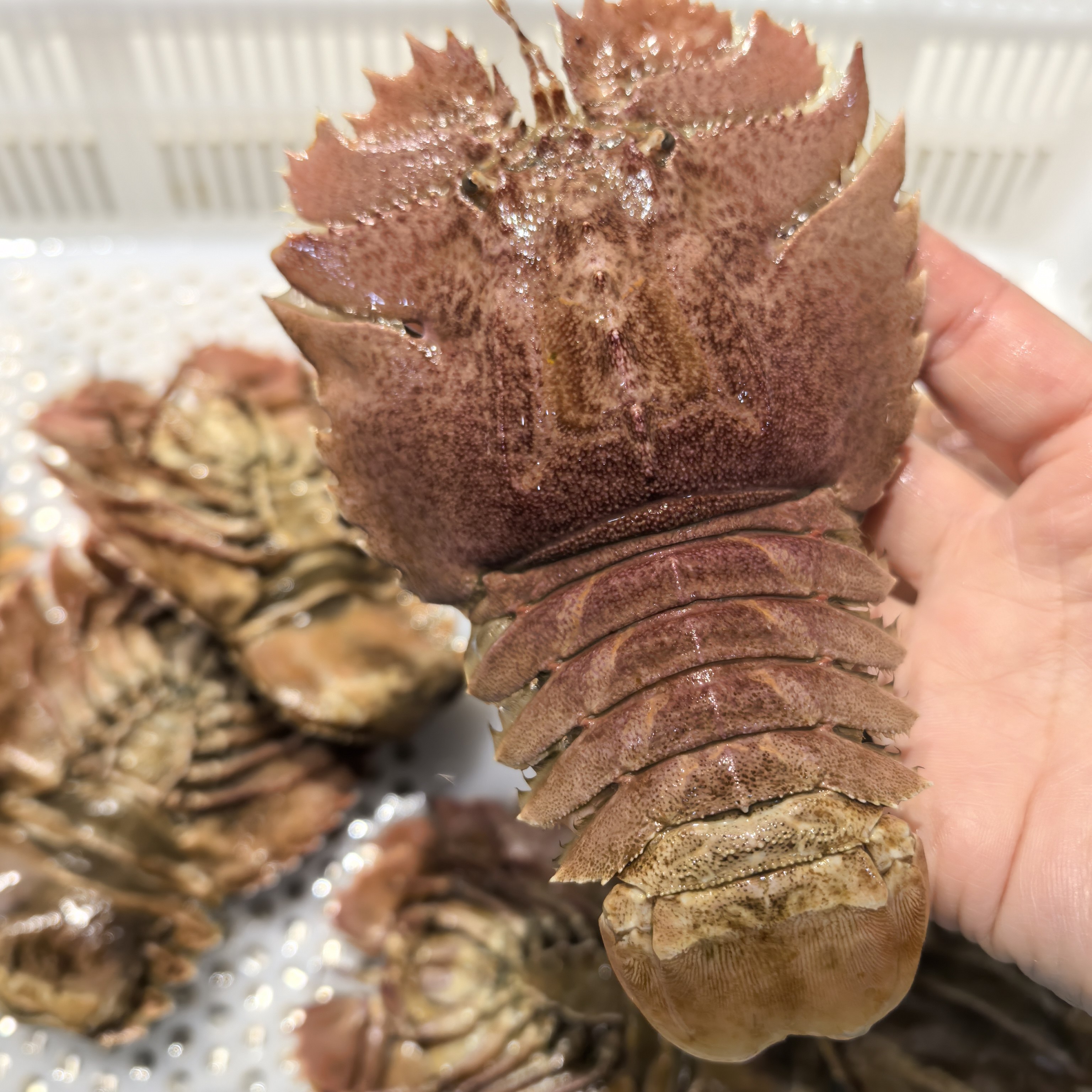 台州特色纯野生海鲜新鲜海捕超大琵琶虾弹弹虾鲜活充氧发出1斤