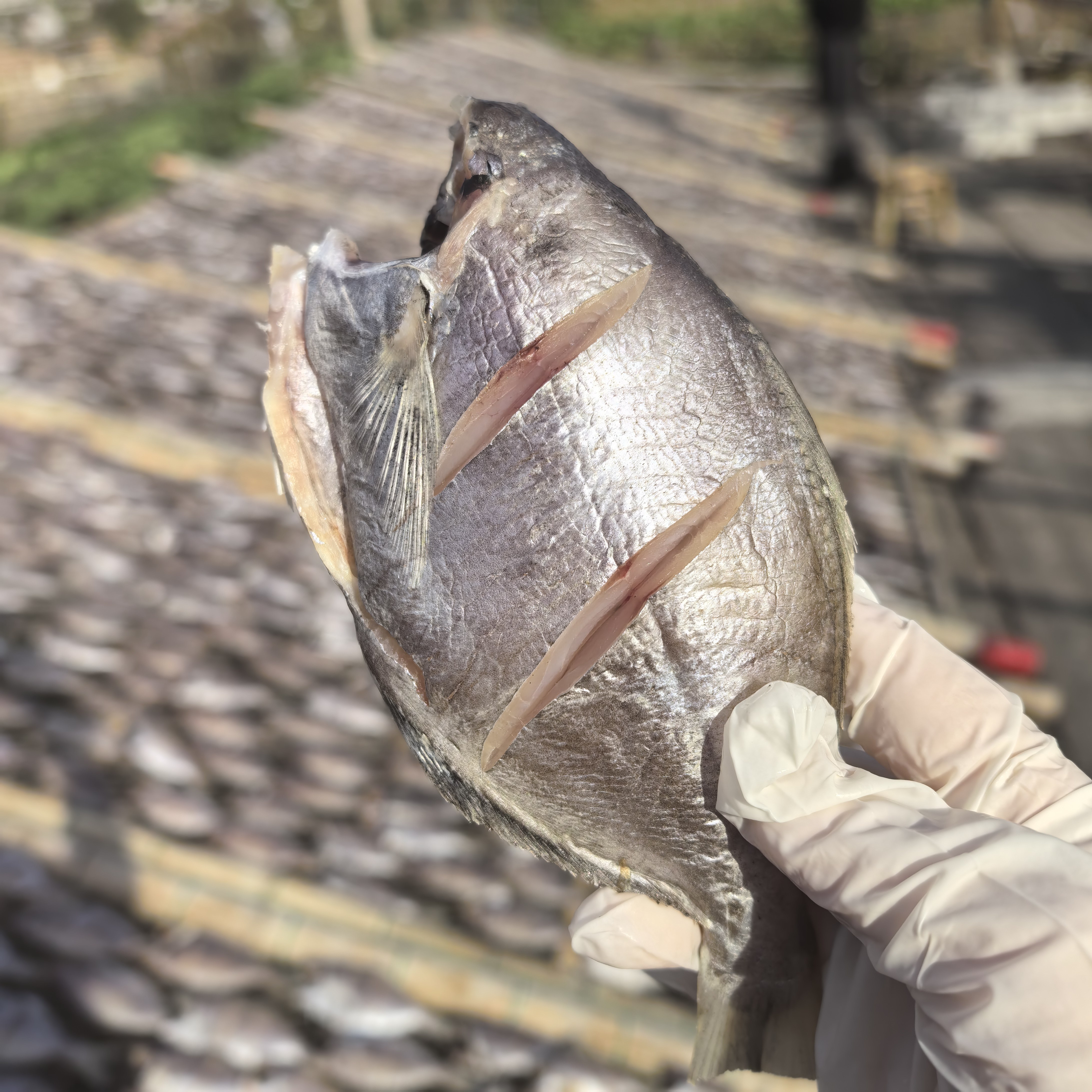 台州东海肉鲳鱼干新鲜半干去头去内脏2斤风干肉厚