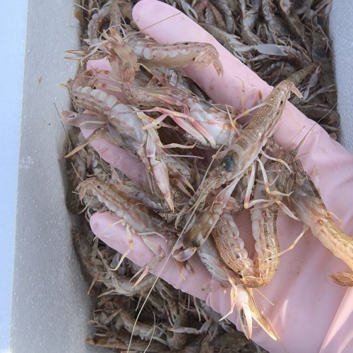 新鲜海鲜台州东海叮当虾拉水虾花腰虾船上鲜活冷冻2斤倒爬虾顺丰