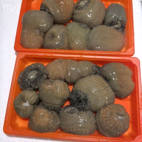 台州野生海捕海鲜沙蒜海葵海花2斤活沙蒜冷冻发货沙蒜豆面顺丰