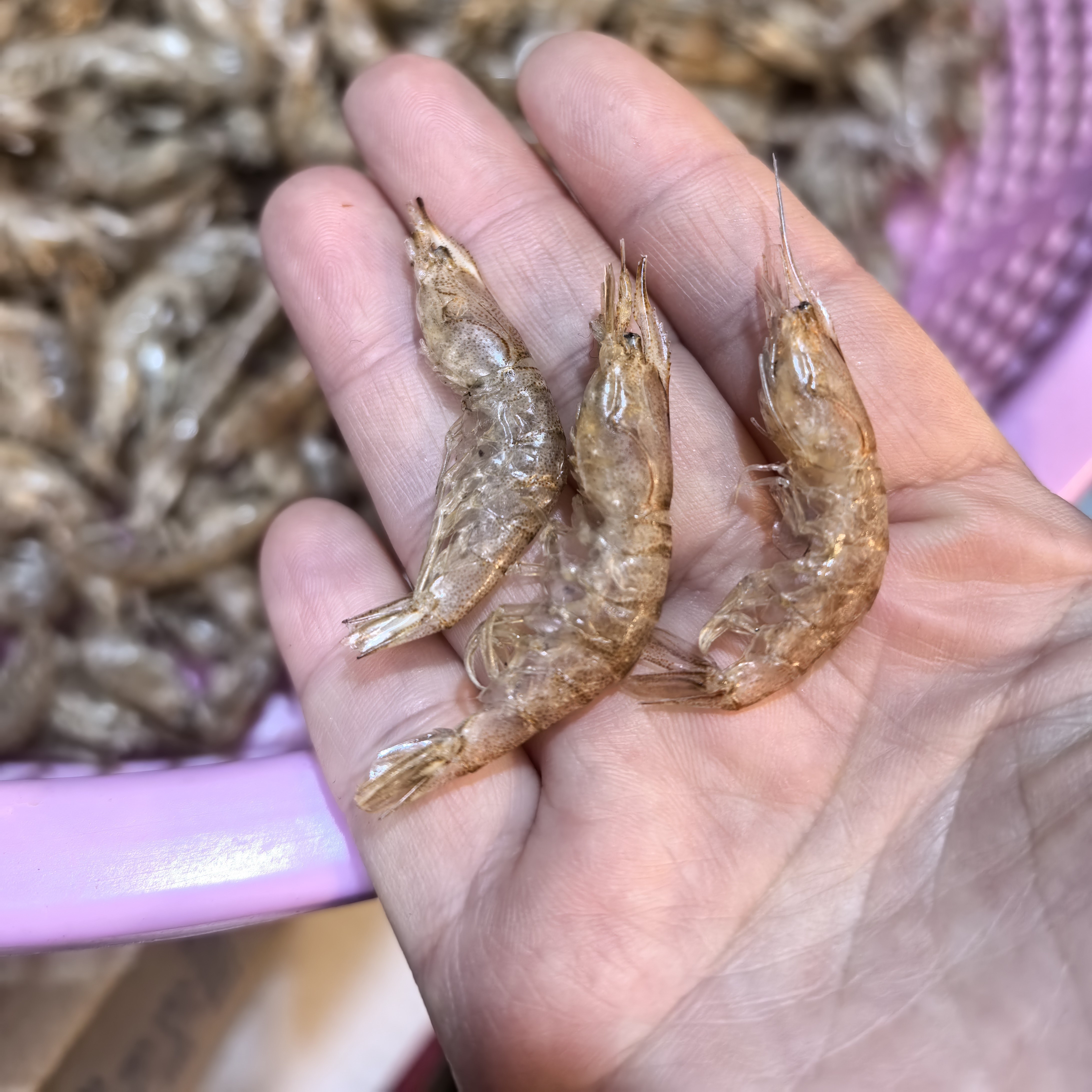 台州东海海捕新鲜水产野生生晒淡干虾干白虾干虾皮提鲜自晒干顺丰,水产肉类/新鲜蔬果/熟食,虾干,淘宝优惠券,粉丝福利购,淘宝优惠卷
