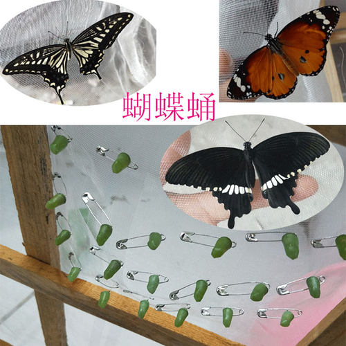 真蝴蝶蛹蝴蝶幼虫活体蝴蝶婚礼放飞儿童饲养观察宠物化蝶越冬蛹 - 封面