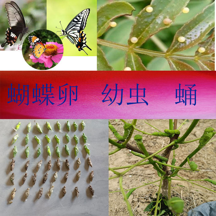 真蝴蝶蛹可孵化活的无毒放飞儿童礼物饲养观察小昆虫宠物越冬蛹
