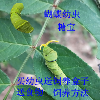 蝴蝶玉带幼虫柑橘活体自然观察