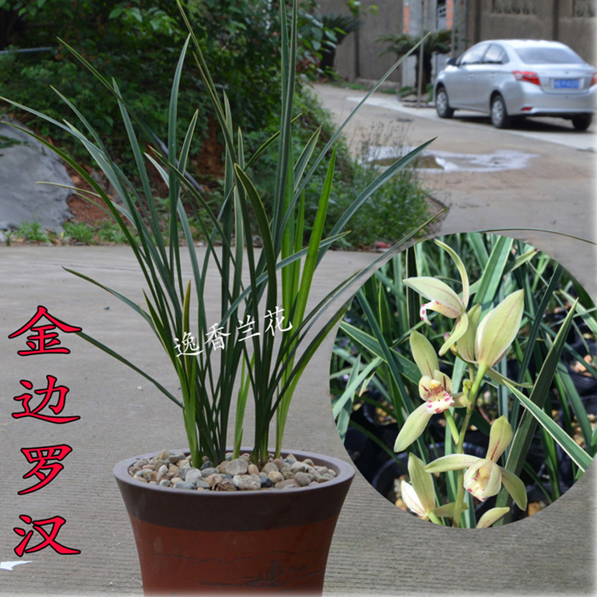 绿植建兰金边清香型客厅观花植物