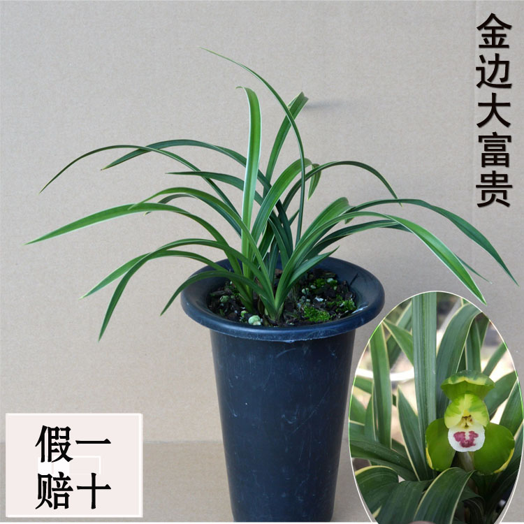 矮种金边叶艺兰花苗春兰金边大富贵浓香型兰花室内绿植盆栽花卉