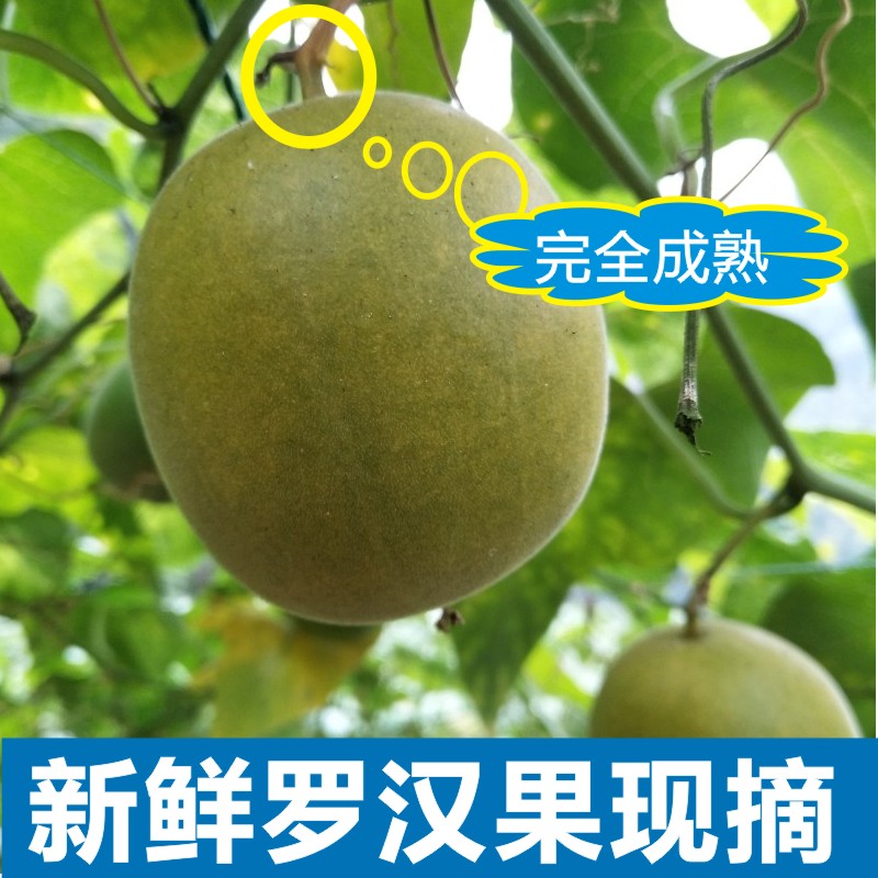 广西罗汉果新鲜现摘生果百寿鲜果传奇特级12个大果礼盒装包邮