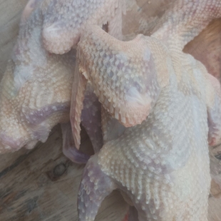 【顺丰包邮】新鲜现杀农家放养鸽子煲汤老鸽整只纯手工宰杀生鲜