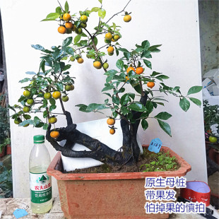 金弹子B树桩盆景 阳台绿植盆 栽庭院小老桩盆栽 嫁接熟桩母桩结果