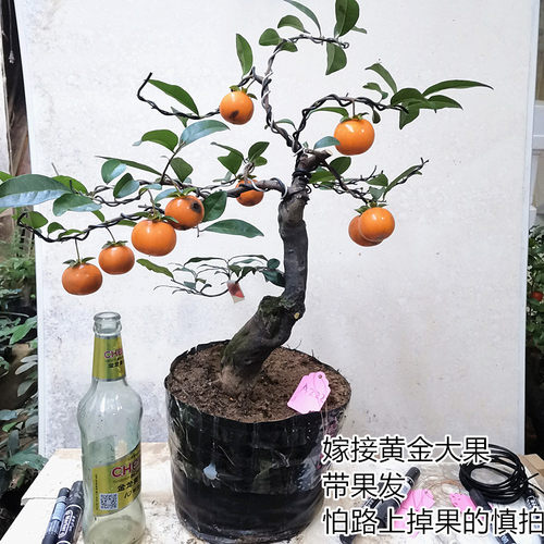 金弹子庭院阳台清新空气