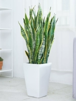 Aiyoushang тигровая орхидея, комнатное большое зеленое растение, гостиная, офисное растение, орхидея в горшке с хвостом тигра, специальный цветочный горшок