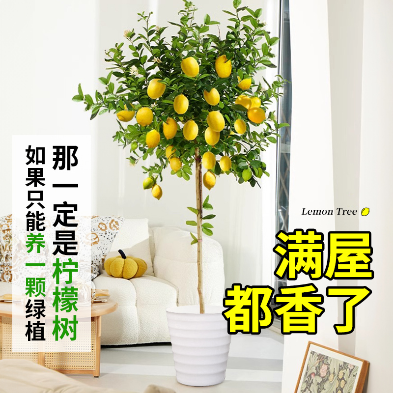 爱优尚老桩香水柠檬树室内植物
