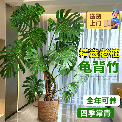 龟背竹客厅大型盆栽老桩开背大叶落地绿植物盆景净化空气除甲醛