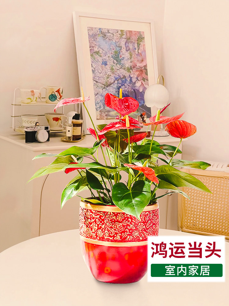 室内红掌盆栽运当鸿年宵花植物头绿植一帆风顺大盆带花苞高档客厅