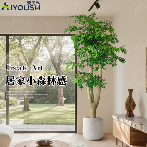 幸福树摆客厅大棵盆栽绿植落地真花老桩幌伞枫大号植物庭院盆景