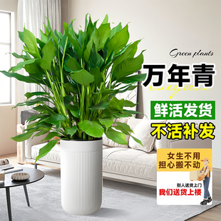 广东万年青盆栽客厅室内办公室卧室书房大型落地绿植四季常青好养