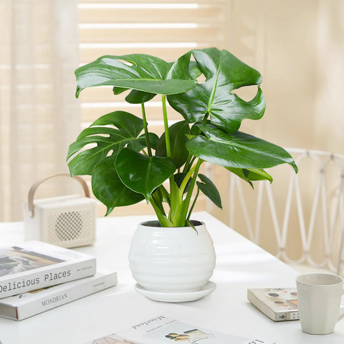 龟背竹桌面摆件小盆栽